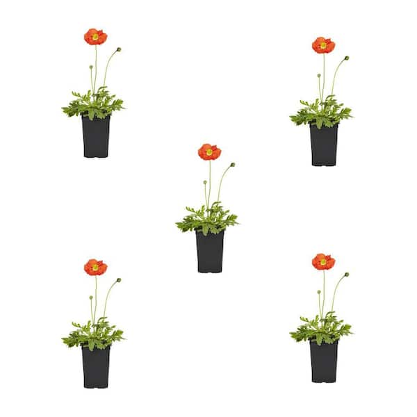 METROLINA GREENHOUSES 1.5 PT. Papaver Spring Fever Mix Perennial Plant (5-Pack)