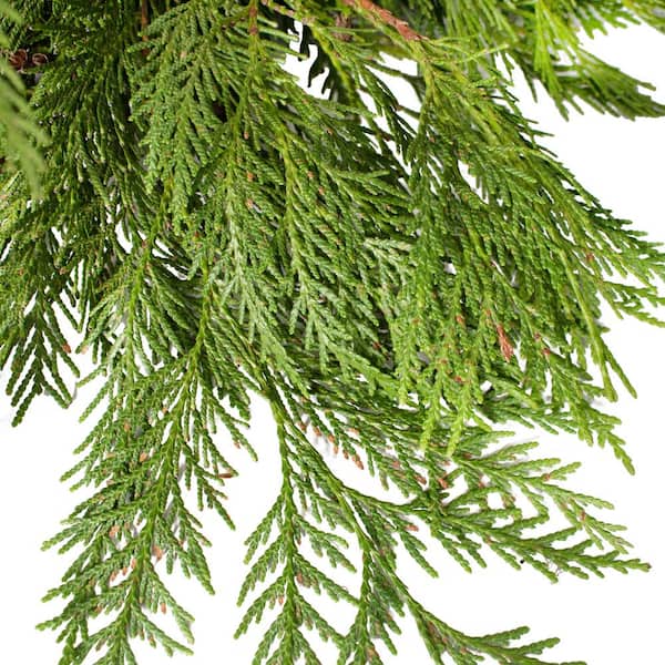 Fresh Cut Real Boughs 20 15" Red Pine Evergreen Tips Christmas Winter Wedding 