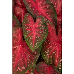 4.5 in. Quart Heart to Heart Fast Flash (Caladium) Live Plant in Pink and Red Foliage