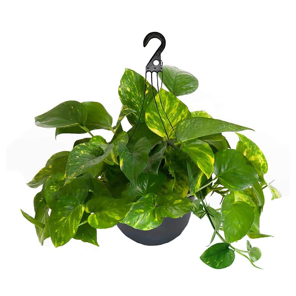 10 inch Golden Pothos Foliage Plant Hanging Basket with Green and Yellow Fo