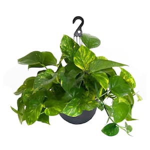 10 inch Golden Pothos Foliage Plant Hanging Basket with Green and Yellow Foliage
