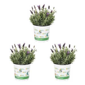 2.5 Qt. Nature's Nutrients Lavender Javelin Forte Deep Purple Perennial Plant (3-Pack)