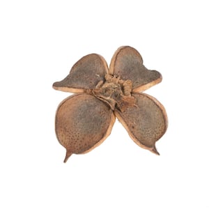 0 .8 in. Brown Non- Artificial Preserved Cotton Flower, 1-Kg per Unit