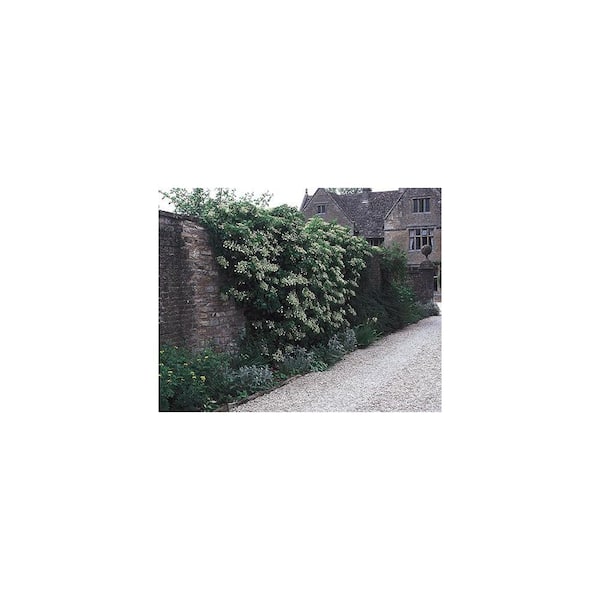 2 Gal. White Climbing Hydrangea (Hydrangea Petiolaris) Live Flowering Shrub with Fragrant White Flowers