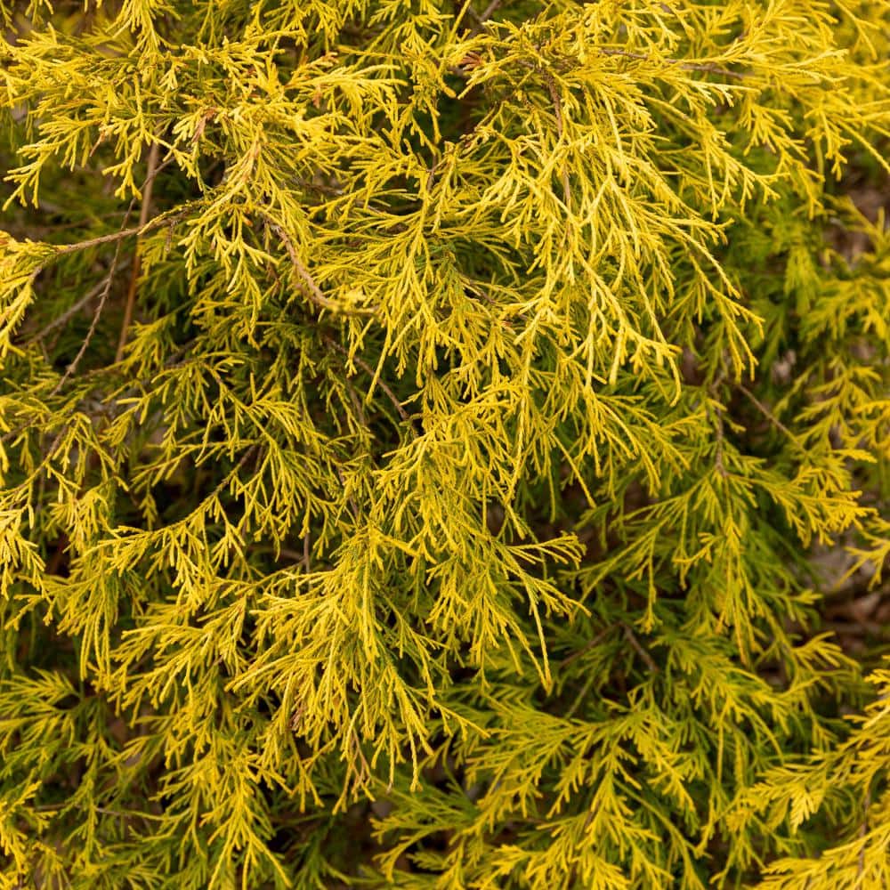 Gold Mop Cypress Evergreen Shrub in #1 Container