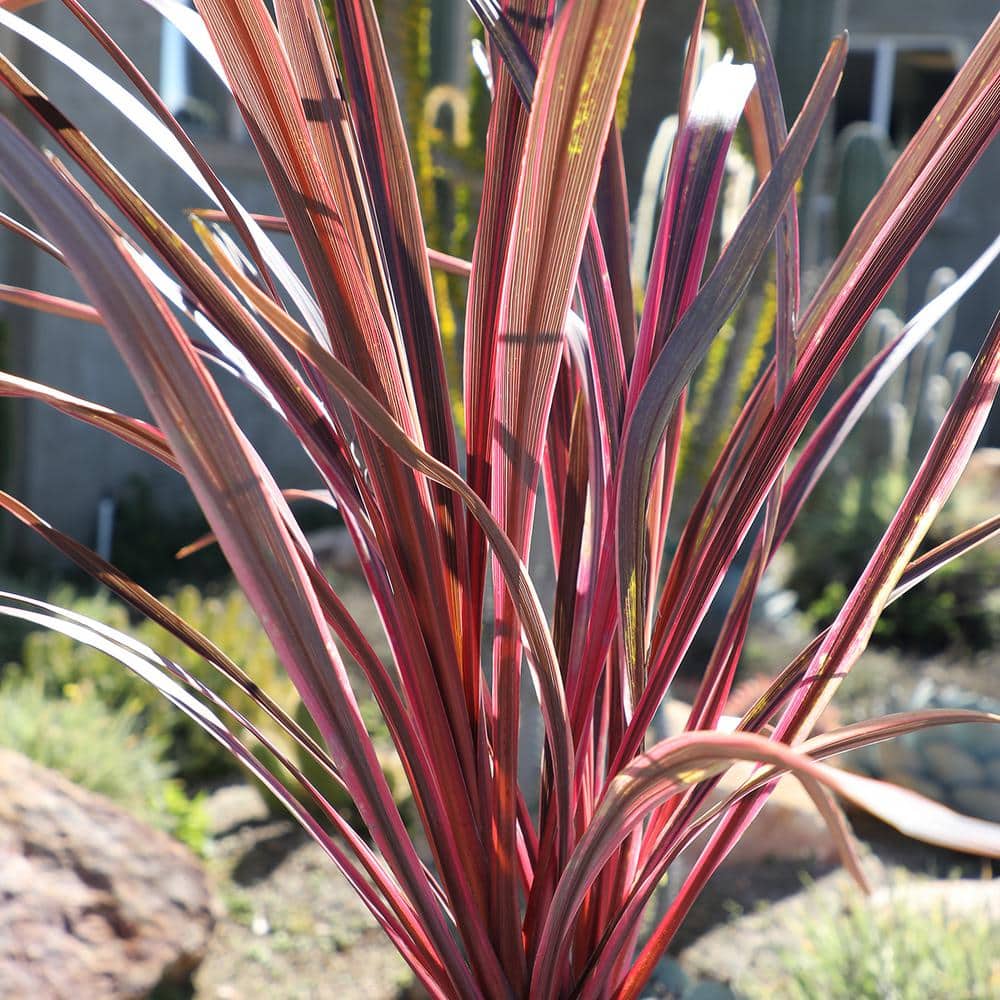 Cordyline Fruticosa Red Sister Ti Plant in Black Grower Pot