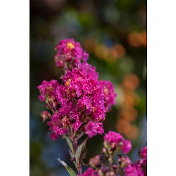 FIRST EDITIONS 7 Gal. Twilight Magic Crape Myrtle Flowering Shrub