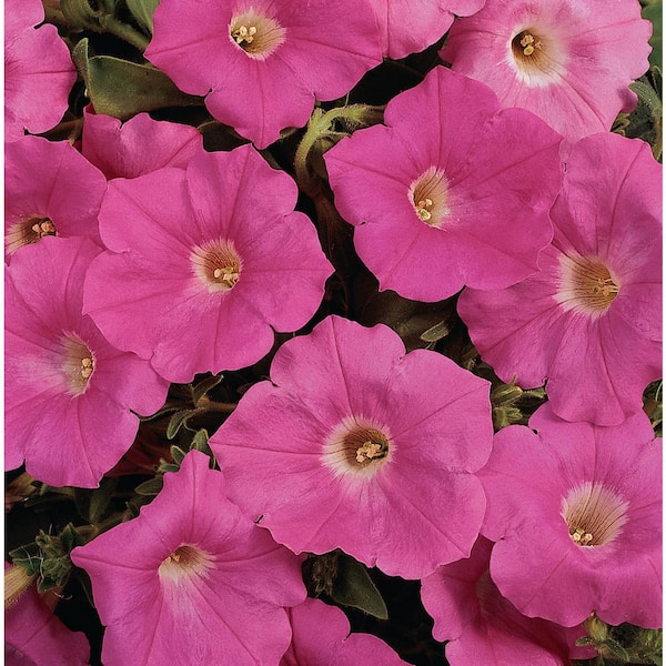 EASY WAVE 20 In. Pink Easy Wave Petunia Annual Plant with Pink Flowers (6-Plants)