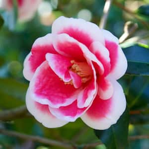 5 Gal. Christmas Carol Camellia Shrub with Red and White Autumn Blooms