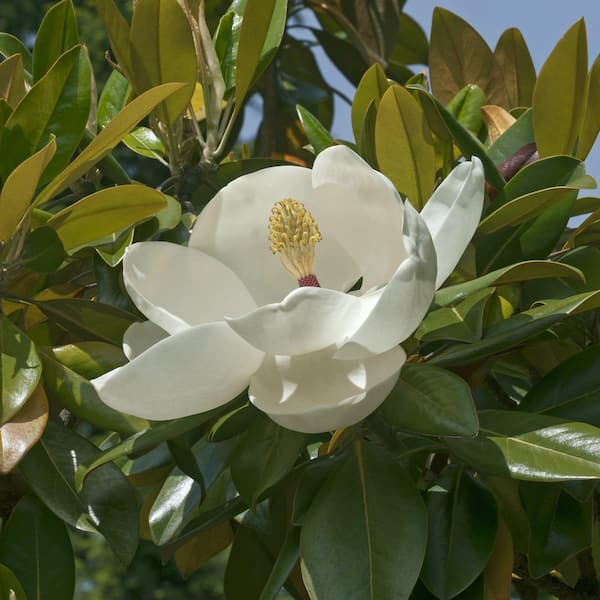 HC-7 Heartfelt Sweet Magnolia セット　未使用 national PLANT NETWORK 2 gal. Sweetbay Magnolia Tree HD3219 - The