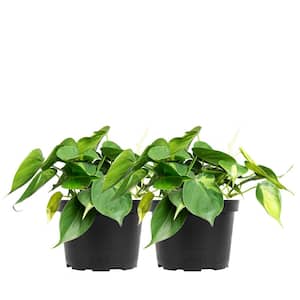 Philodendron 'Brasil' Indoor Plant in 6 in. Growers Pot (2-Pack), Heavily Variegated Green Vines