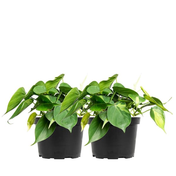 Perfect Plants Philodendron 'Brasil' Indoor Plant in 6 in. Growers Pot  (2-Pack), Heavily Variegated Green Vines THD00479 - The Home Depot