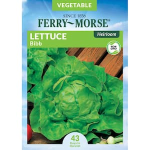 Lettuce Bibb Heirloom Vegetable Seed