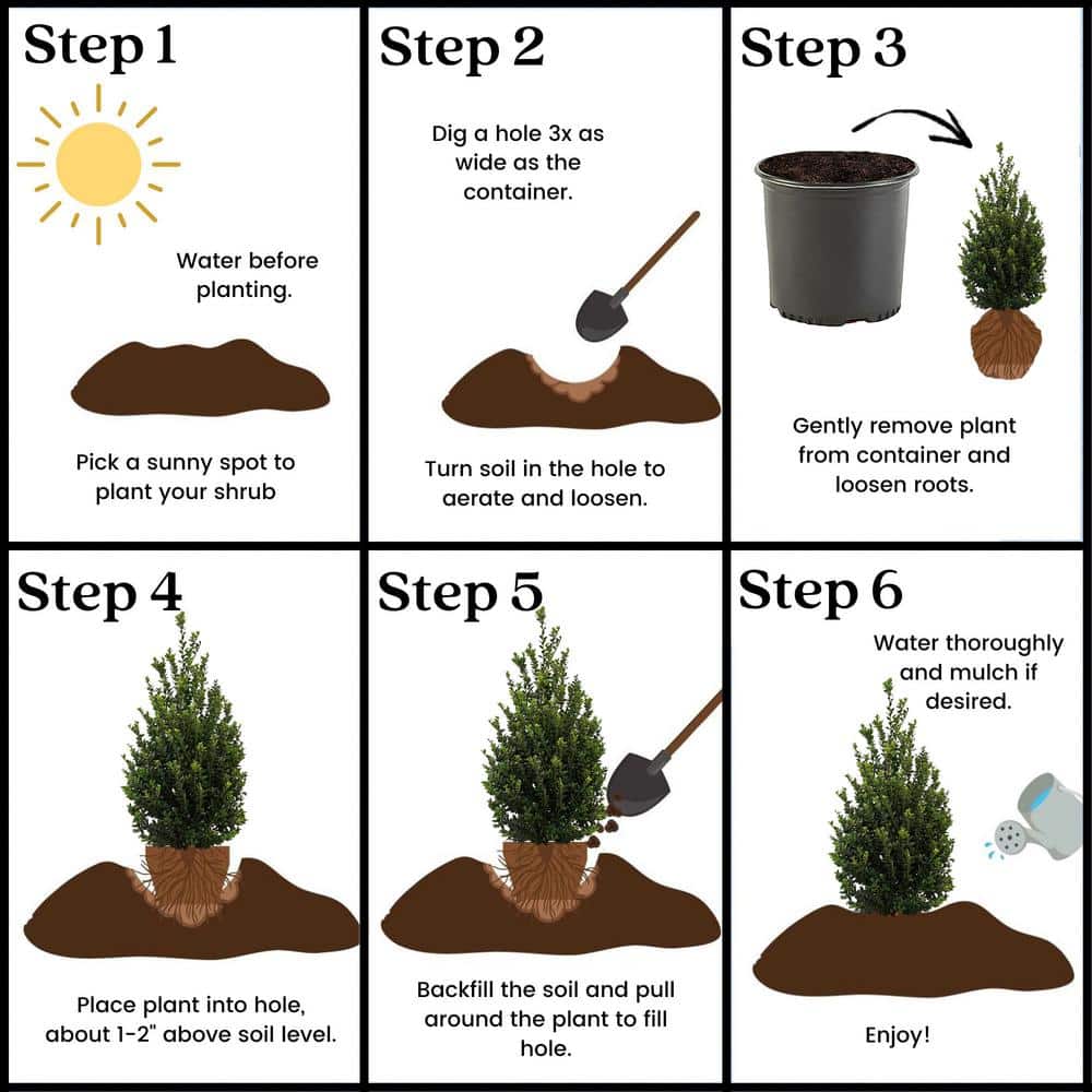 2.25 Gallon Dark Green Steeds Upright Japanese Holly Shrub