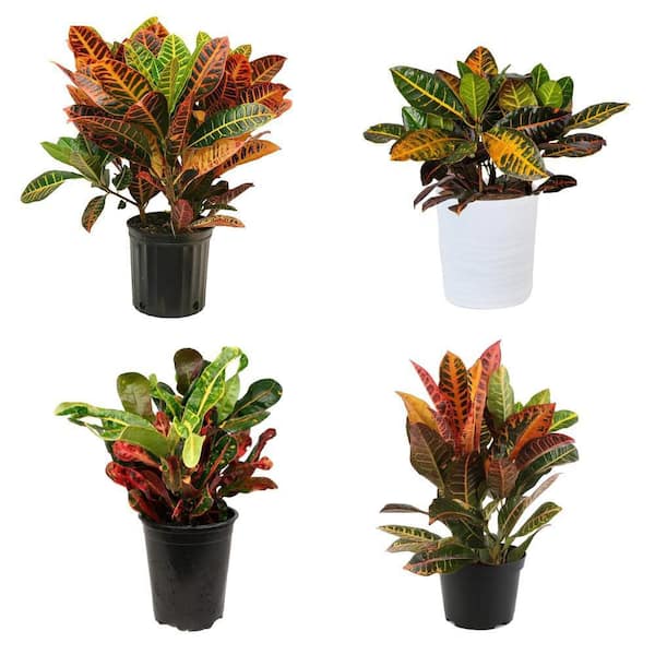 6 in. Codiaeum Croton Mammey & Petra Plant and 10 in. Croton Tropical Plant Combo