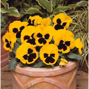 4 in. Yellow Blotch Pansy Annual Live Plant with Yellow Flowers (8-Pack)