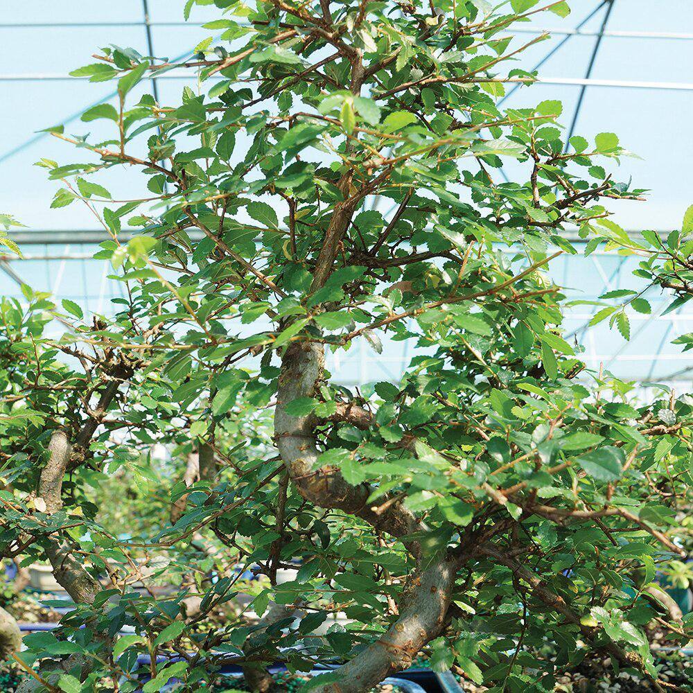 Evergreen Chinese Elm Bonsai - 22" Height Indoor/Outdoor
