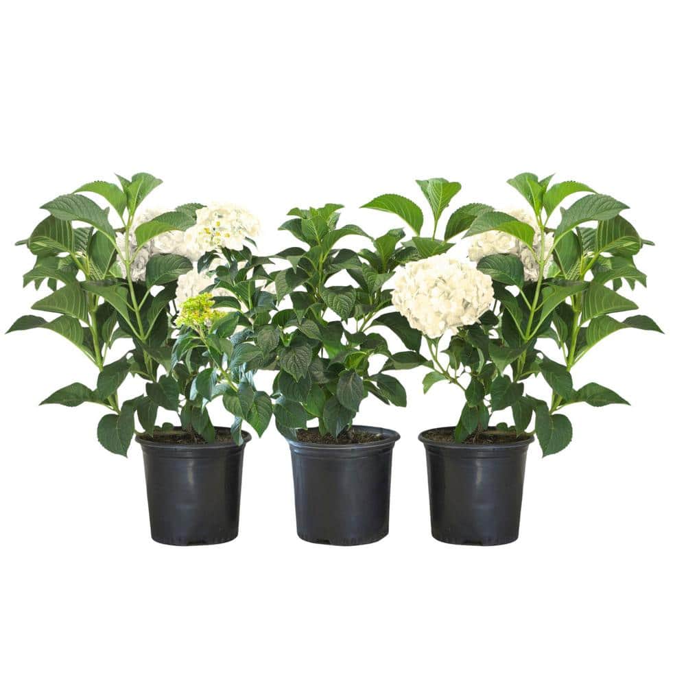 8 in. Blushing Bride Reblooming Hydrangea Flowering Shrub, White to Blush P