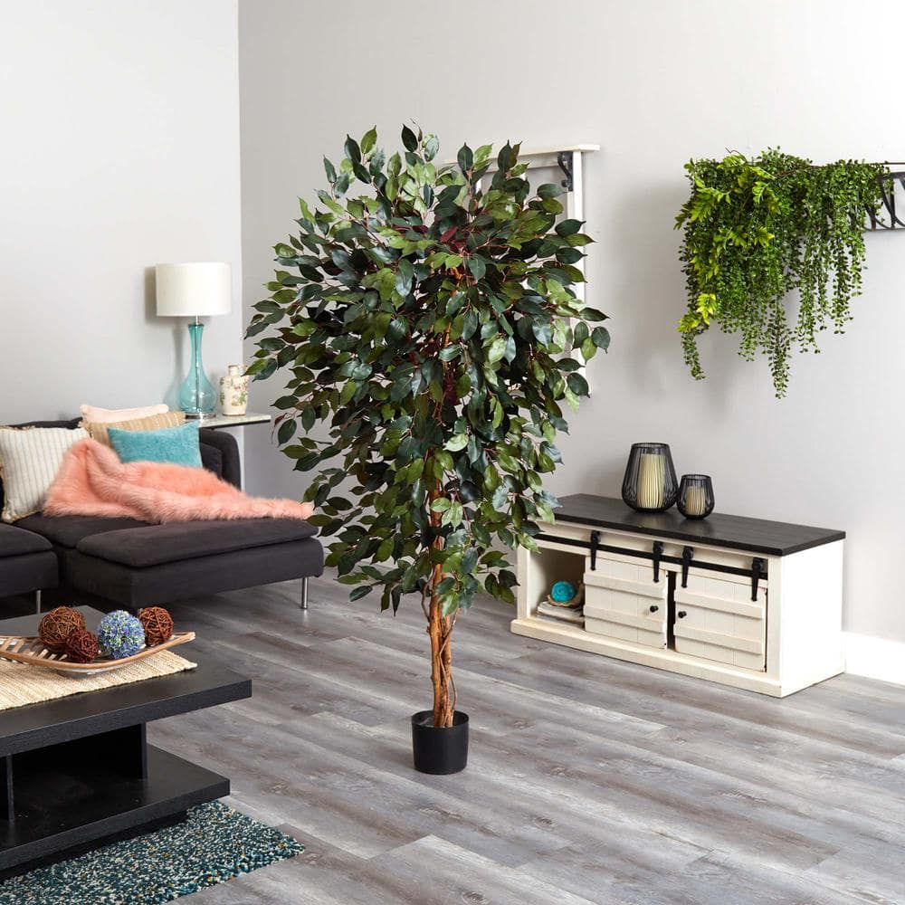 6' Green Silk Capensia Ficus Tree with Plastic Pot