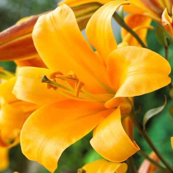 Zantedeschia Mixed Calla Lily Bulbs | Park Seed