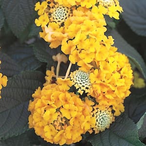 2 QT Lantana 'Chapel Hill Gold' Yellow Perennial Plant