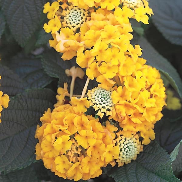 Vigoro 2 QT Lantana 'Chapel Hill Gold' Yellow Perennial Plant