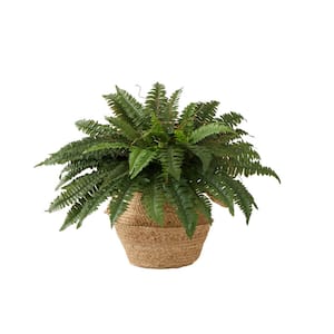 23 in. Artificial Green Boston Fern Plant with Handmade Jute and Cotton Basket DIY KIT