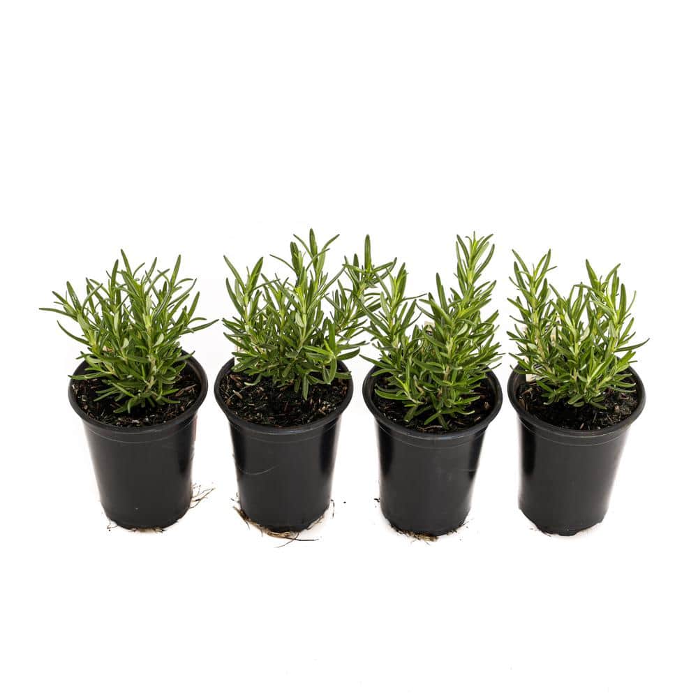 4in. Barbecue Rosemary Herb Plants (4-Pack)