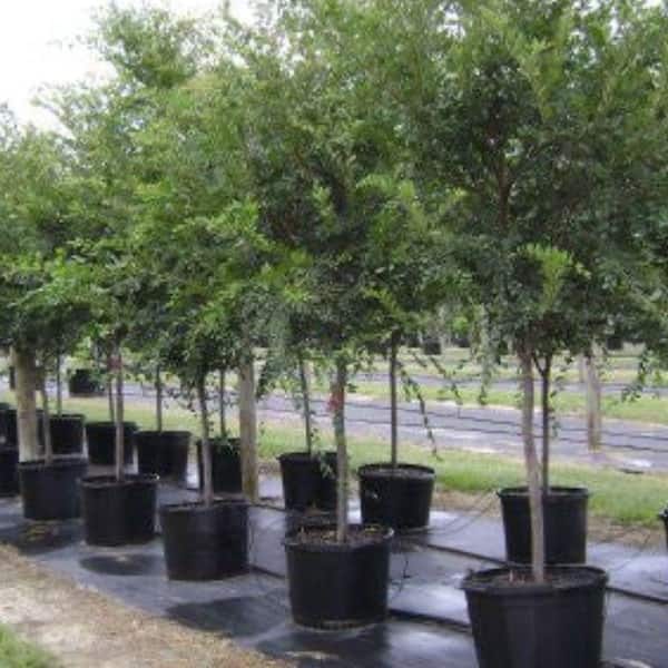 Unbranded 7 Gal. Drake Elm Shade Tree