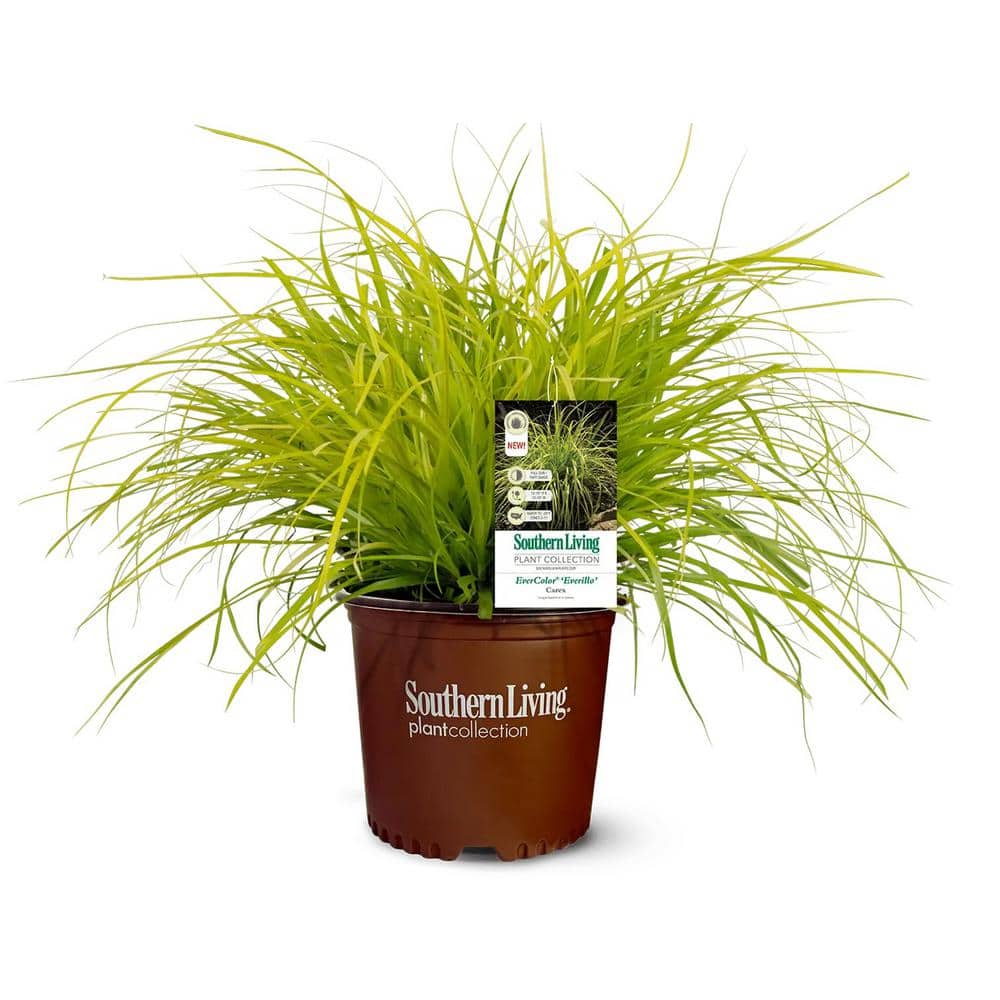1 Gal. Ever Color Everillo Ornamental Sedge Grass with Bright Yellow Foliage Year Round price history on PriceWatchPro