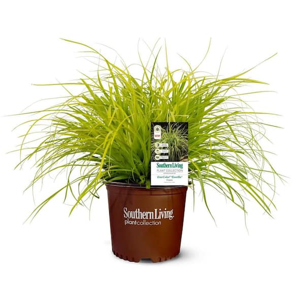 1 Gal. Ever Color Everillo Ornamental Sedge Grass with Bright Yellow Foliage Year Round