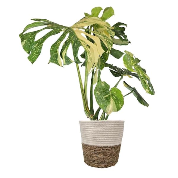 1.9 Gal. Thai Constellation XL Monstera Deliciosa Live Indoor Plant in Deco Weave Basket