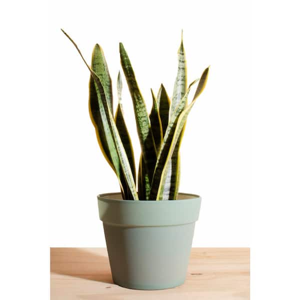 Shop Succulents Sansevieria Laurentii Snake Plant in 6 in. Mint Colored Pot