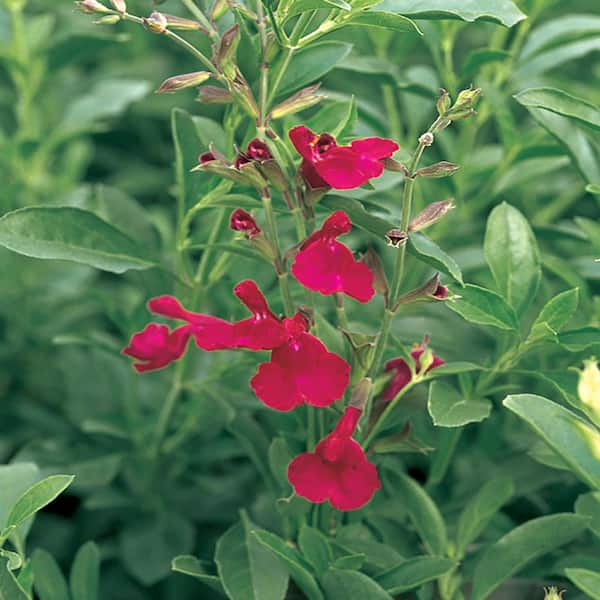 salvia roja greggii