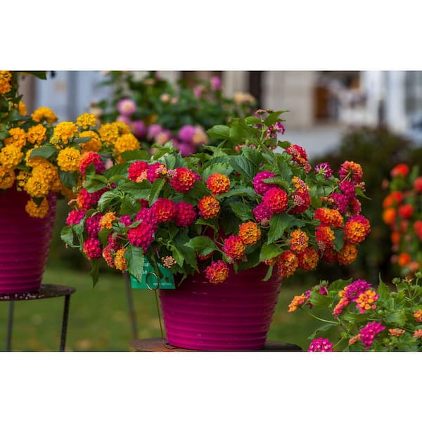 bandana lantana plant Lantana Bandana White  Chalet