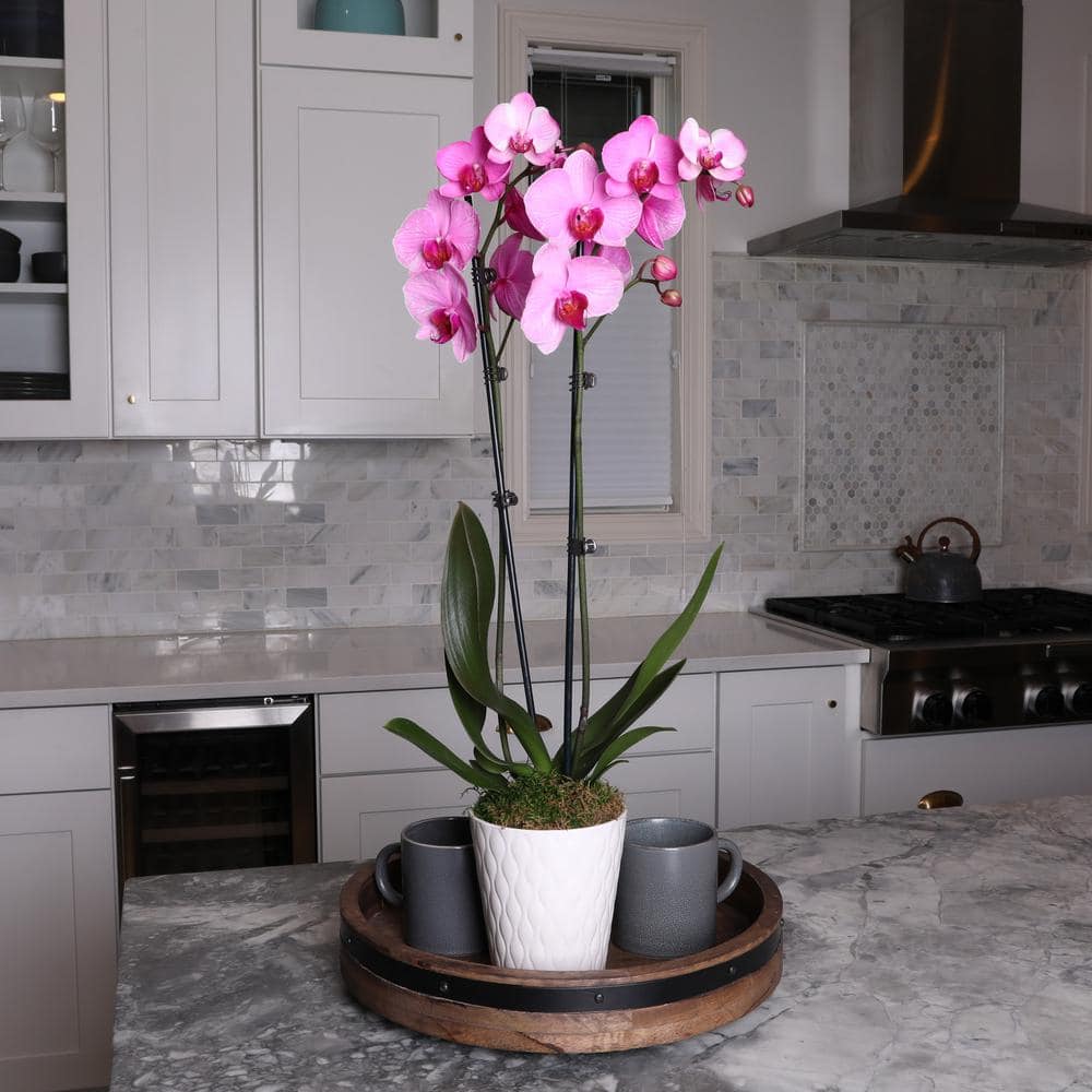 Watercolor Pink Orchid in White Ceramic Pot, 16-30 Inches