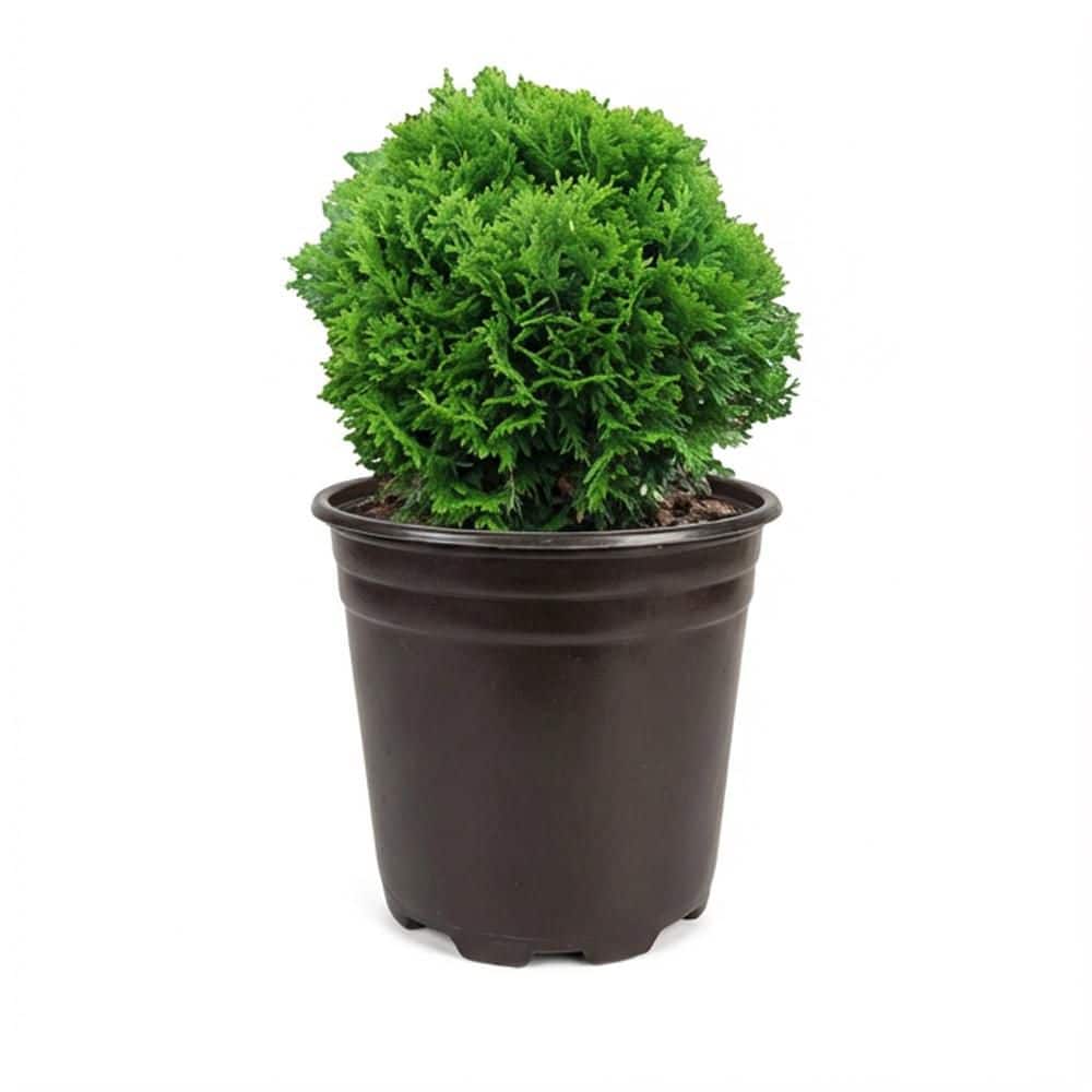 Have a question about BELL NURSERY 1 Gal. Thuja Danica (Globe