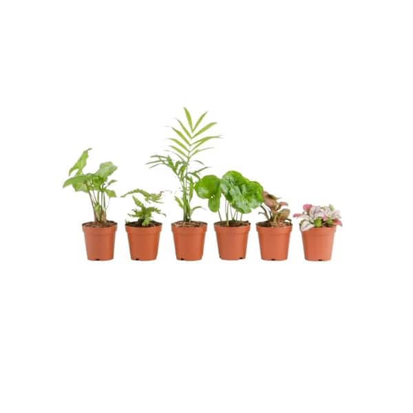 Grower's Choice Mini Foliage Plants 2.5 in (6-Pack), Fiddle Leaf