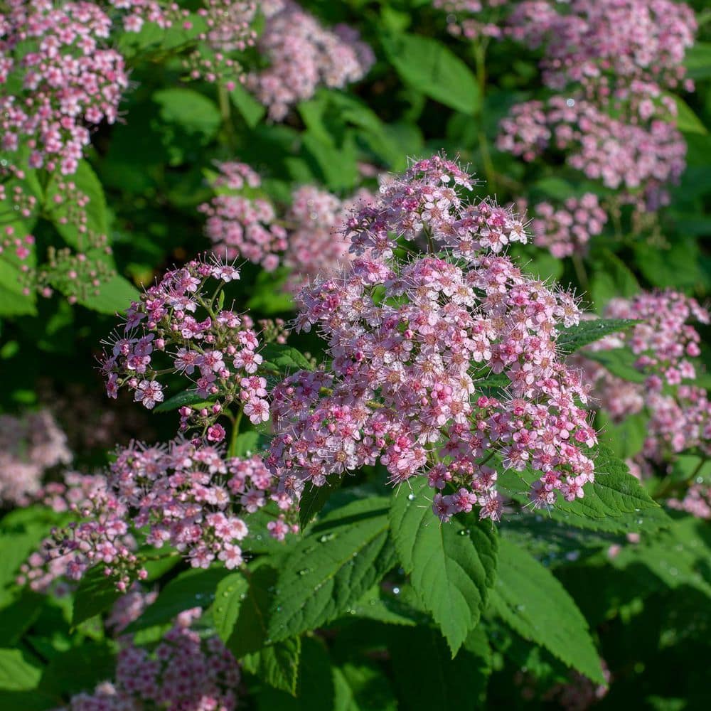 1 Gal. Pot, Little Princess Pink Flowering Spirea Bush Potted Shrub (1-Pack) price history on PriceWatchPro