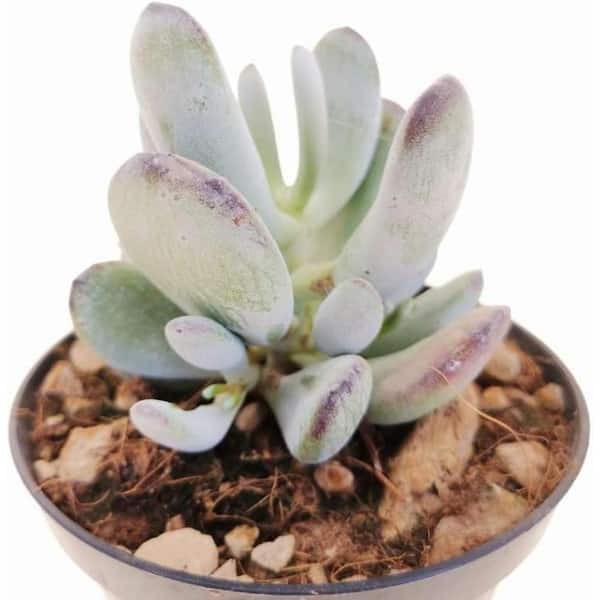 succulent plants online Mystery Succulent Subscription Box main image 1