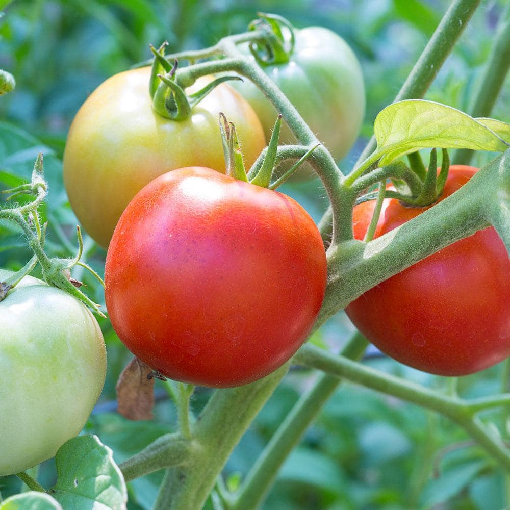 Slicer Tomato 3-Pack Plugs | Bonnie Plants