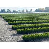 2.5 Qt. - Emerald Green Arborvitae (Thuja) Live Evergreen Shrub