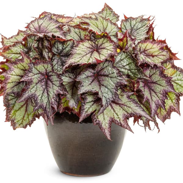 Proven Winners 4.25 in. Eco+ Grande Space Age Europa Begonia (Begonia rex) Live Annual Plant with Black and Silver Foliage 4-Pack