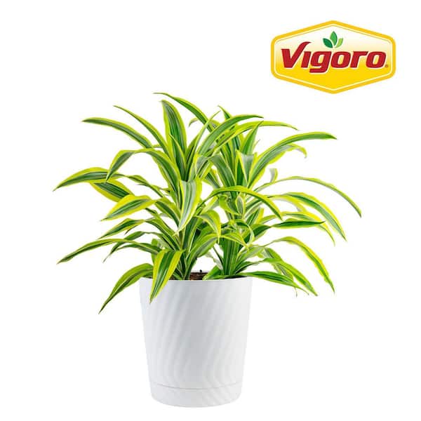 Grower's Choice Dracaena Indoor Plant in 10 in. Decor Pot, Avg. Shipping Height 2-3 ft. Tall