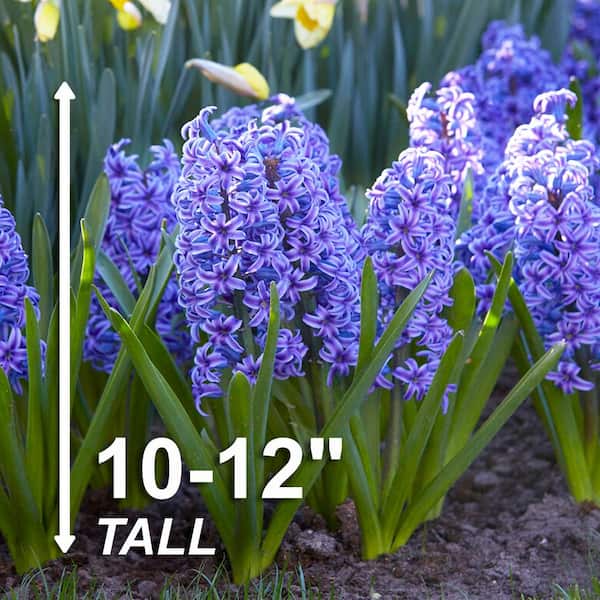 Vigoro 15/16 cm, Blue Jacket Hyacinth Flower Bulbs (Bag of 50) ECF  