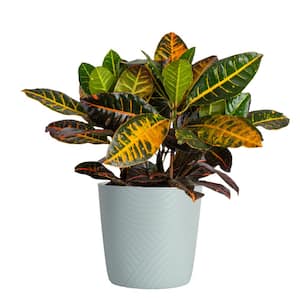 Croton Petra Indoor Plant in 8.75 Decor Decor Planter, Avg. Shipping Height 2-3 ft. Tall