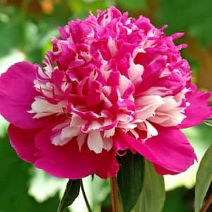 Pink Flowers Celebrity Peony (Paeonia) Live Bareroot Perennial Plant (1-Pack)