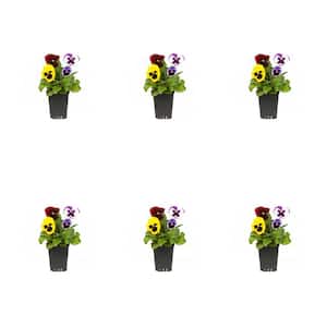1 Pt. Pansy Annual Plant (6-Pack)