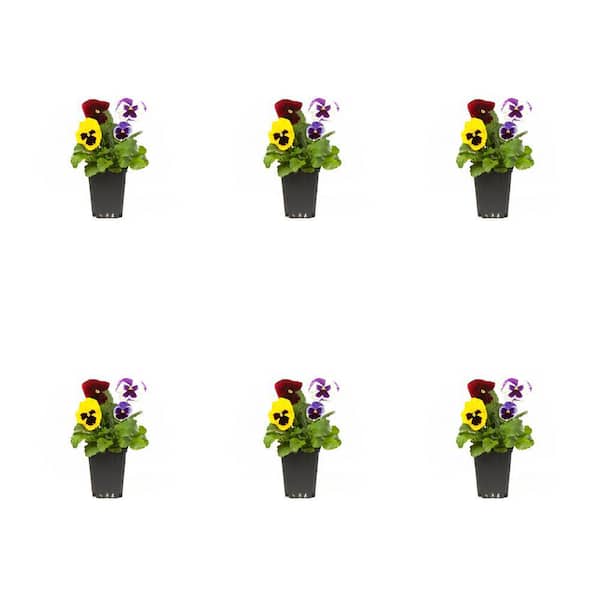 METROLINA GREENHOUSES 1 Pt. Pansy Annual Plant (6-Pack)