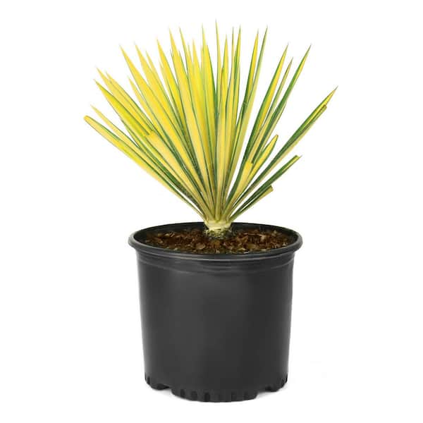 3 gal. Yucca Color Guard Perennial Plant